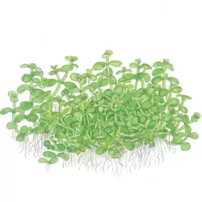 Ilustração de plantas verdes pequenas com raízes