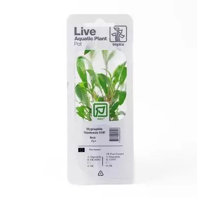 Embalação de planta aquática Hygrophila em plástico branco.