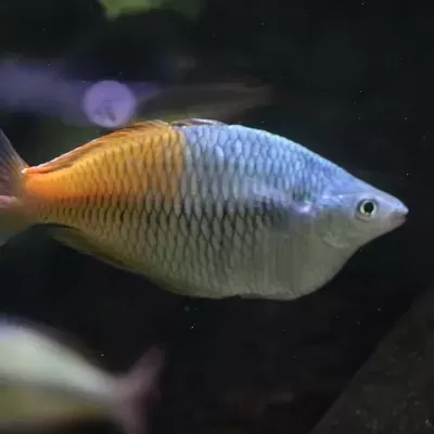 Peixe de aquário azul claro e laranja em fundo escuro
