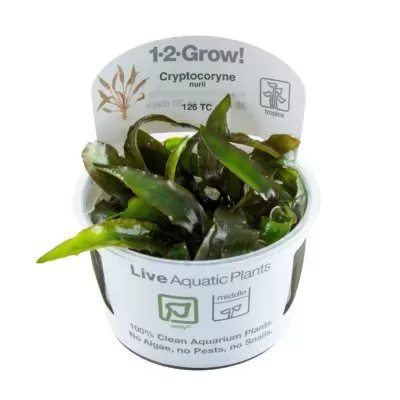 Planta aquática Cryptocoryne nurii em recipiente branco com texto explicativo
