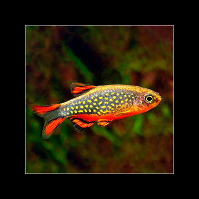 Peixe tropical azul com pintas amarelas e barbatanas vermelhas em aquário