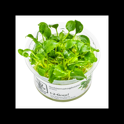 Plantas verdes frescas Schismatoglottis em vaso transparente com etiqueta