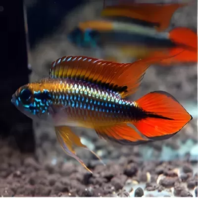 Peixe colorido com escamas metálicas e nadadeiras laranja em aquário