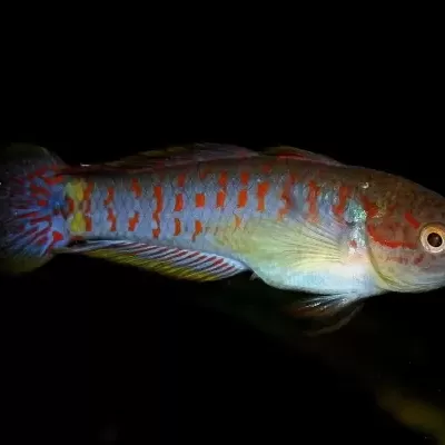 Peixe colorido com padrões vermelhos em fundo preto.