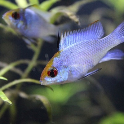 Peixe azul com olhos vermelhos em aquário com plantas verdes