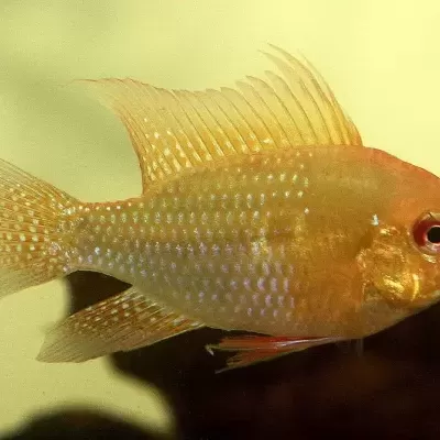 Peixe dourado com escamas brilhantes e barbatana dorsal alta