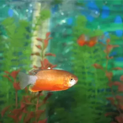 Peixe laranja e branco em aquário com plantas aquáticas.