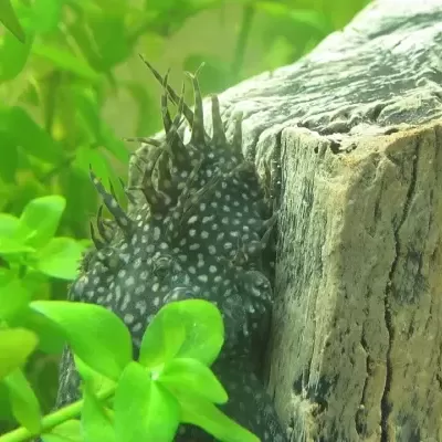 Peixe gato preto com manchas brancas e espinhos junto a madeira e plantas verdes subaquáticas.
