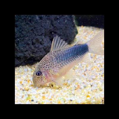 Peixe aquático com manchas pretas e corpo azul nadando sobre areia clara próximo a uma rocha escura