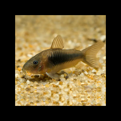 Peixe Corydoras castanho com padrão negro delicado em cascalho claro