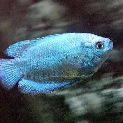 Peixe azul nadando em aquário escuro