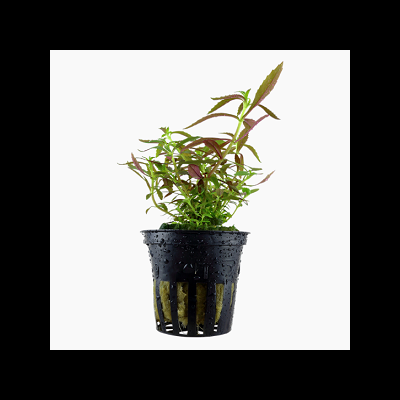 Planta verde e arroxeada num vaso preto de plástico húmido com fundo branco