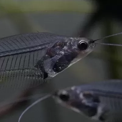 Peixe de vidro transparente em aquário