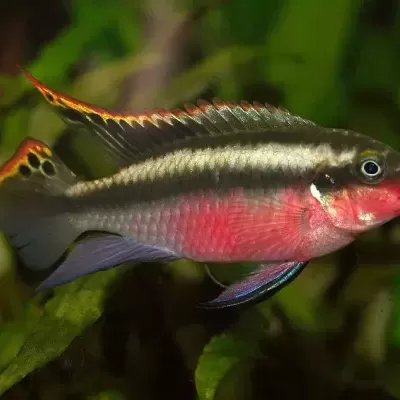 Peixe colorido cinzento e vermelho com nadadeiras amarelas e pretas em ambiente aquático