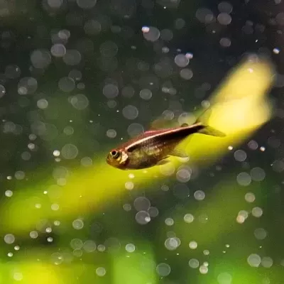 Peixe pequeno nadando em água com bolhas, fundo verde e amarelo desfocado