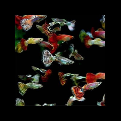 Peixes guppy coloridos nadando num fundo preto