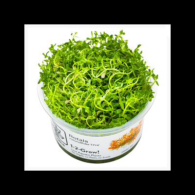 Recipiente com planta aquática Rotala verde e etiqueta com texto