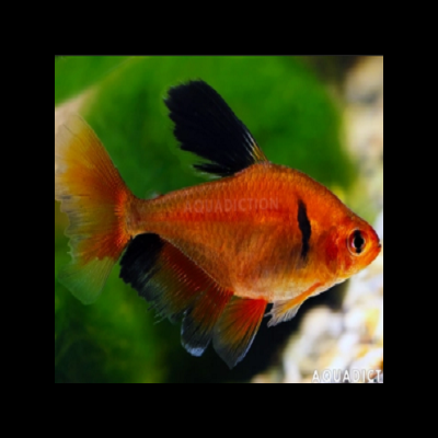 Peixe laranja e preto em ambiente aquático com texto AQUADICTION