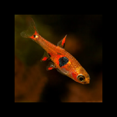 Peixe laranja com manchas pretas a nadar em fundo escuro