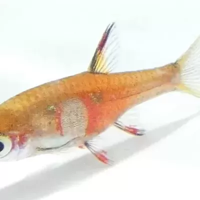 Peixe tropical pequeno laranja com manchas vermelhas e amarelas