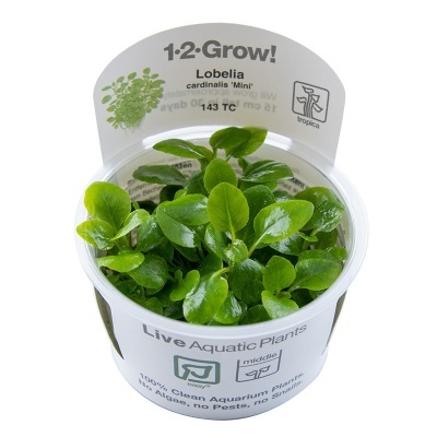 Planta aquática Lobelia cardinalis Mini em recipiente de plástico com rótulo branco