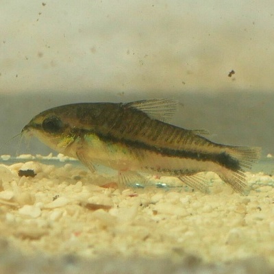 Peixe pequeno castanho e preto sobre cascalho branco em água.