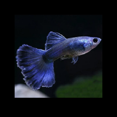 Peixe guppy azul translúcido em fundo escuro