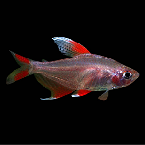 Peixe translúcido cinza e vermelho em fundo preto