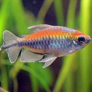 Peixe colorido com corpo pequeno em aquário com plantas verdes ao fundo