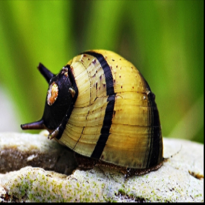 Caracol com concha amarela e riscas pretas numa pedra clara