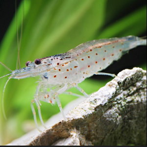 Camarão transparente com manchas vermelhas sobre rocha clara e fundo verde