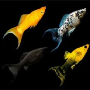 Quatro peixes coloridos sobre fundo preto