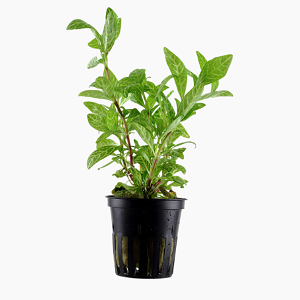 Planta verde em vaso preto sobre fundo branco