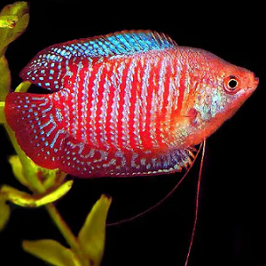 Peixe ornamental vermelho e azul com folhas verdes e fundo preto