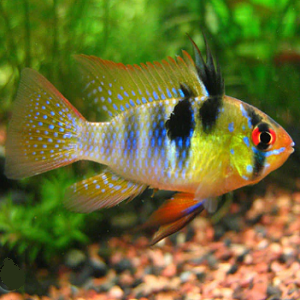 Peixe tropical colorido nadando em aquário com plantas e cascalho