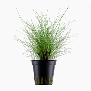 Planta em vaso preto com folhas finas verdes
