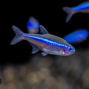 Peixe Tetra Neon com faixa azul brilhante em aquário.