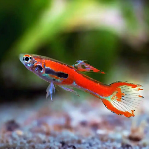 Peixe guppy laranja com manchas pretas em ambiente aquático