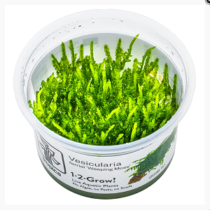 planta aquática Vesicularia em recipiente plástico transparente