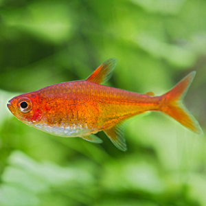 Peixe laranja pequeno em aquário com plantas verdes ao fundo