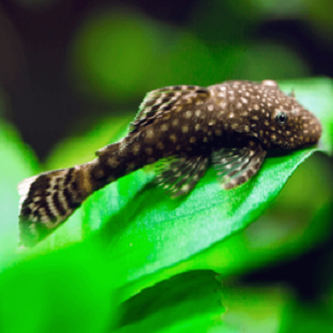 Peixe castanho com manchas brancas sobre folha verde em água