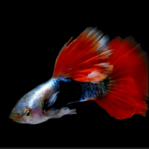 Peixe com cauda vermelha grande e corpo azul e branco sobre fundo preto