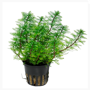 Planta verde em vaso preto com espaços vazios na base