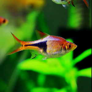 peixe pequeno com cores laranja, preto e branco em aquário verde