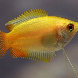 Peixe dourado amarelo com nadadeiras transparentes em fundo desfocado