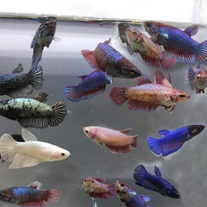 Vários peixes Betta coloridos em aquário transparente