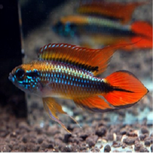 Peixe tropical azul e laranja em aquário com cascalho