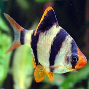 Peixe tropical com riscas pretas, nadadeiras laranja em fundo aquático