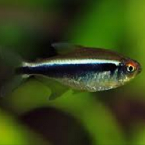 Peixe pequeno com listra preta e corpo prateado em água