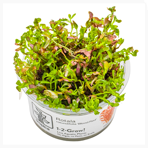 Planta aquática Rotala Blood Red em vaso com etiqueta branca